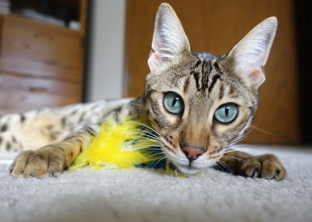 AYX体育-皇马主场连胜被终结，球迷高呼失误必须改进，皇马获胜