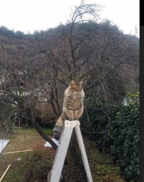 皇马主场连胜被终结,球迷高呼失误必须改进,皇马获胜