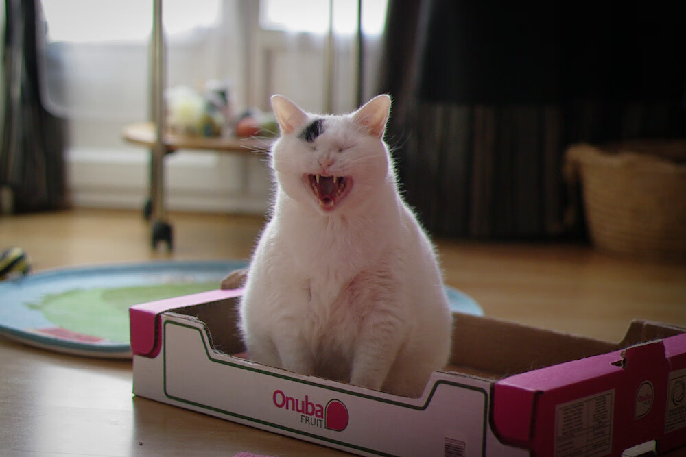 莱比锡客场2-1战胜奥格斯堡,积分榜上升,莱比锡中场