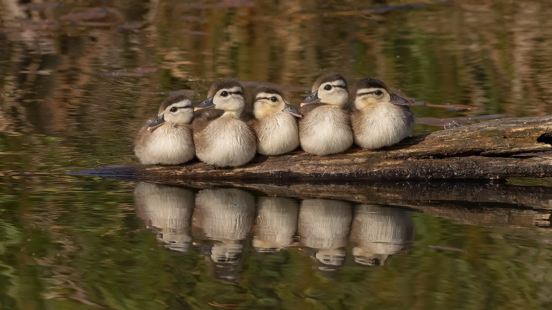 裁判技术水平提升是否影响比赛公正性,裁判技能