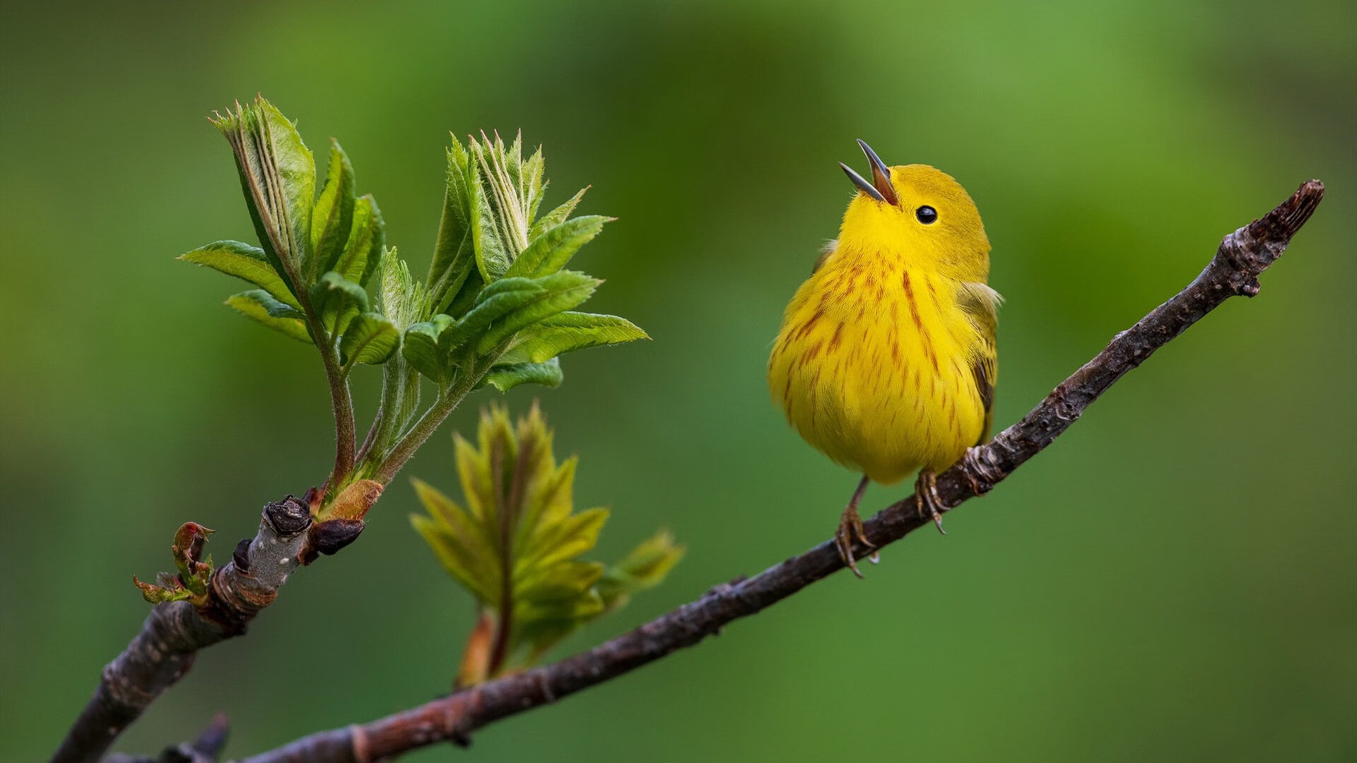 裁判技术水平提升是否影响比赛公正性,裁判技能