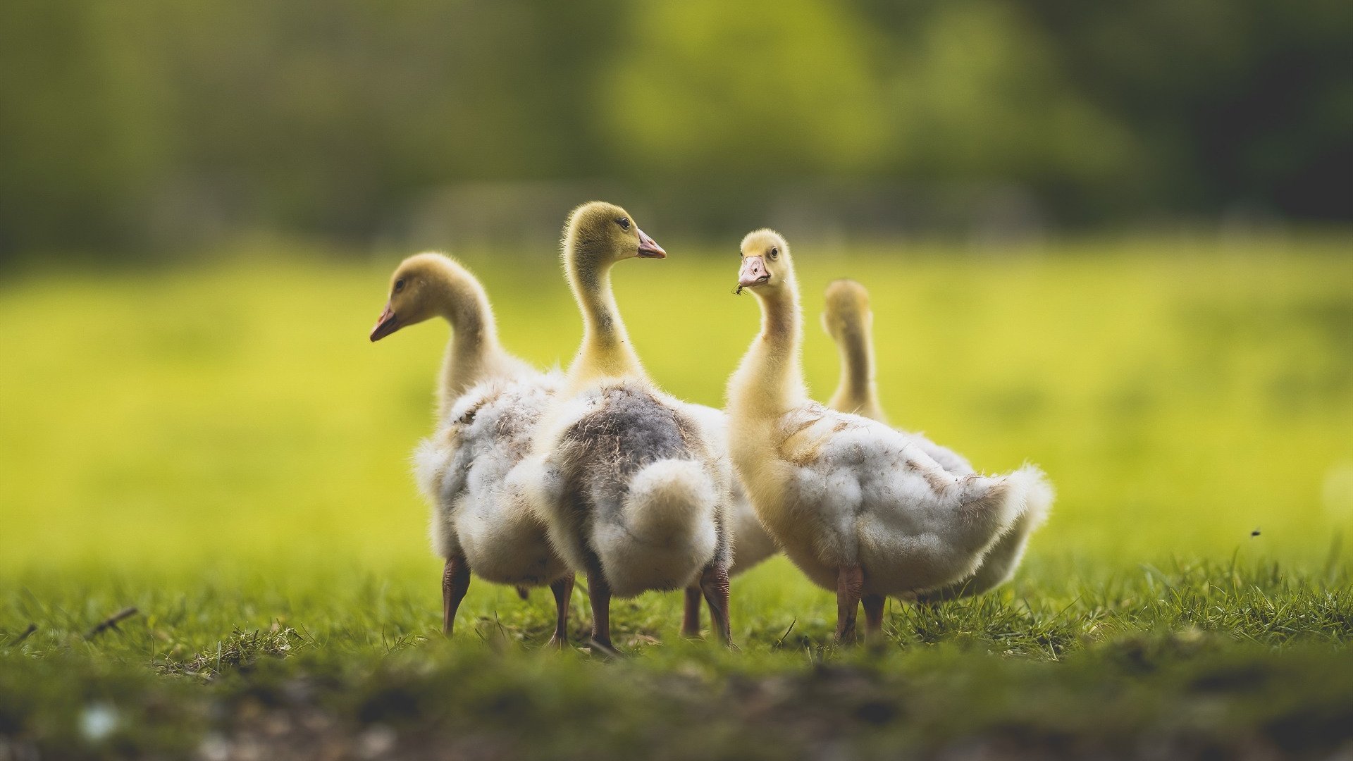 体育赛事创新发展策略探讨,体育赛事运作的主要研究方向包括