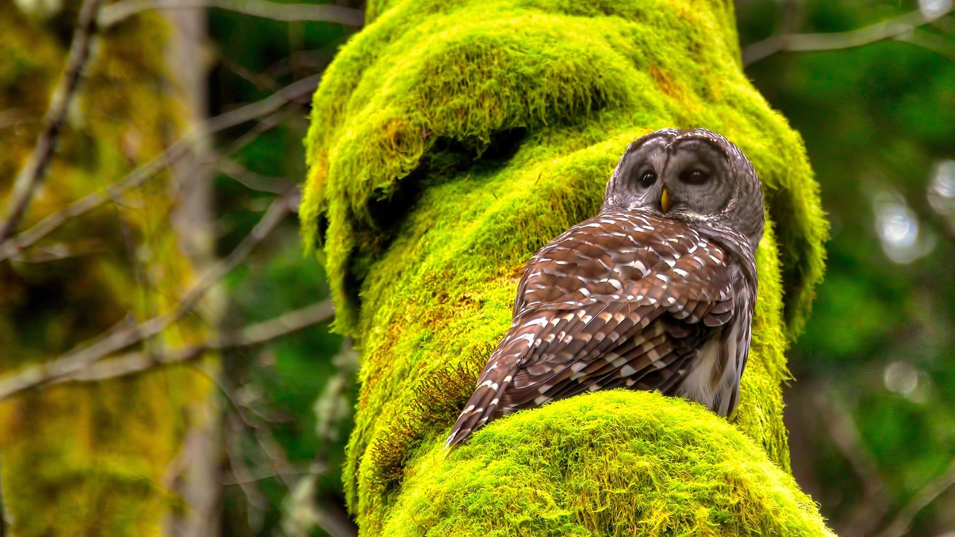 国足技战术模式与比赛节奏适配研究,国足阵容战术