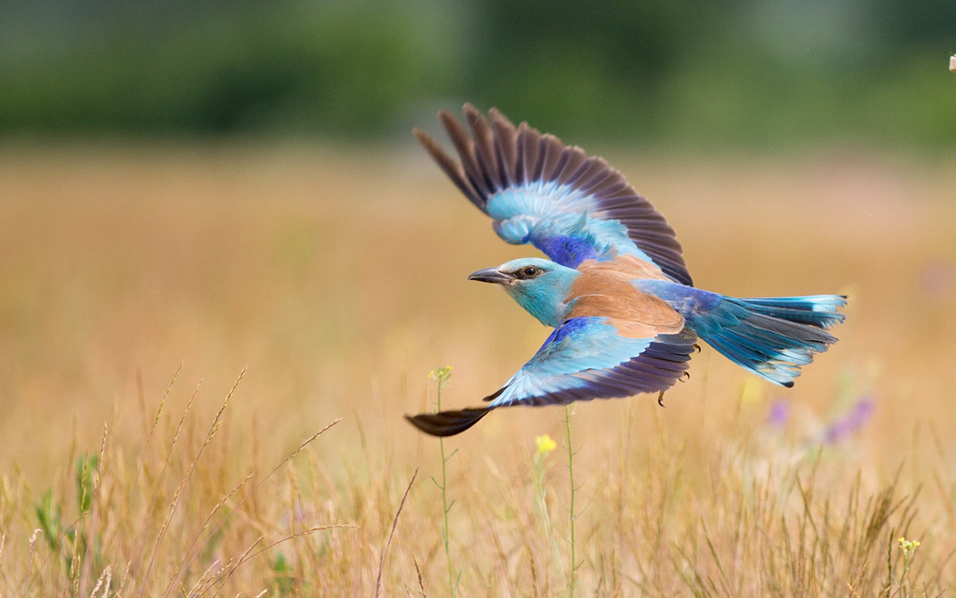 冬奥会遗产利用与社会价值实现研究,冬奥会遗产战略计划
