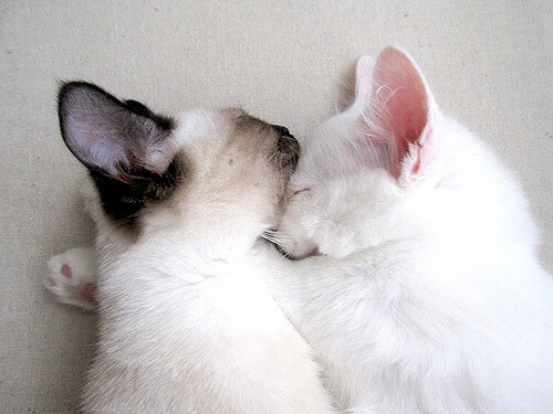 意甲裁判在高张力比赛中语言模糊度变化的实证研究,意甲裁判组