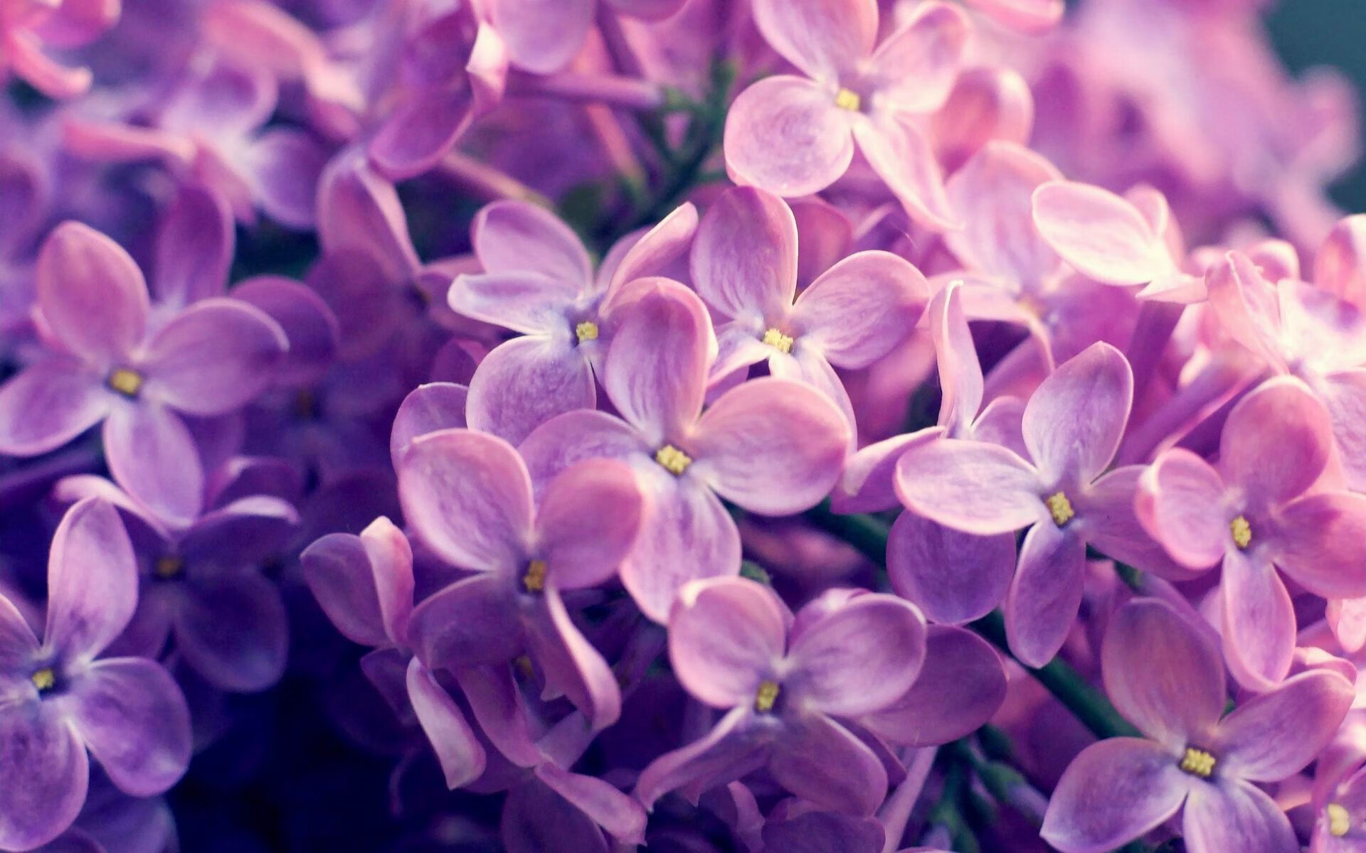 中国香港队的未来挑战与机遇:如何应对全球乒乓大赛压力,香港乒乓球比赛视频