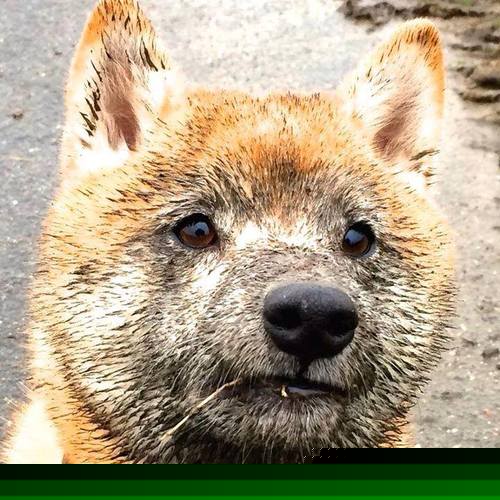 爱游戏体育官方网站-五大联赛是否通过双后腰系统压缩防线空当，双后腰阵容