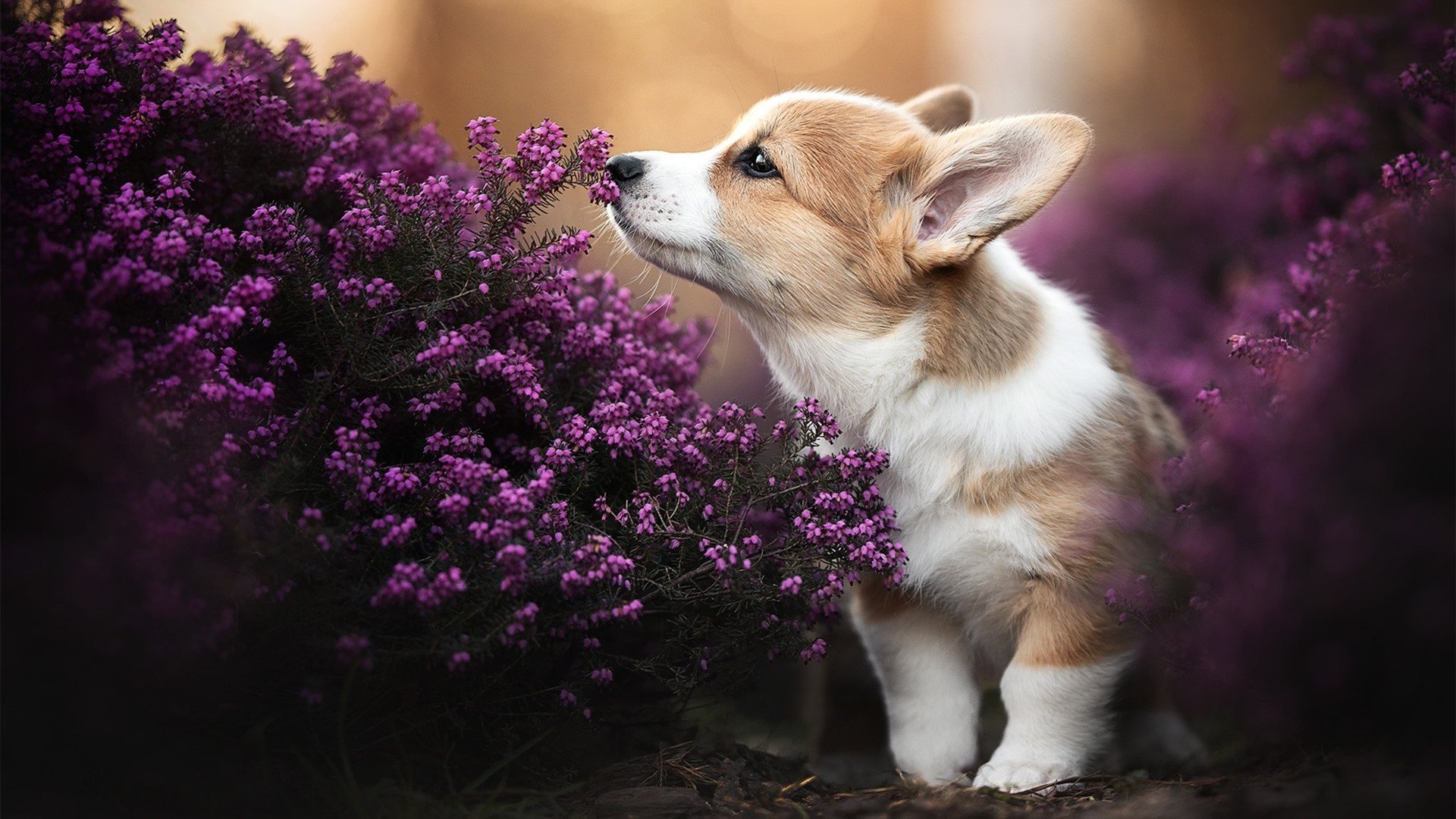 国际米兰整体强度上升构建稳固后场,国际米兰tifo