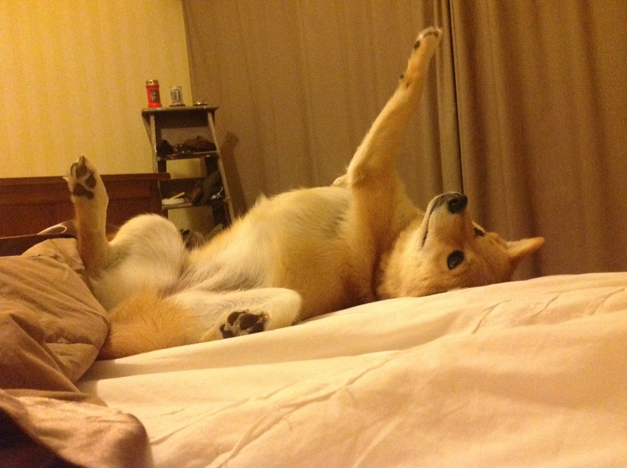 外教引进背后的管理制度障碍,外教管理问题