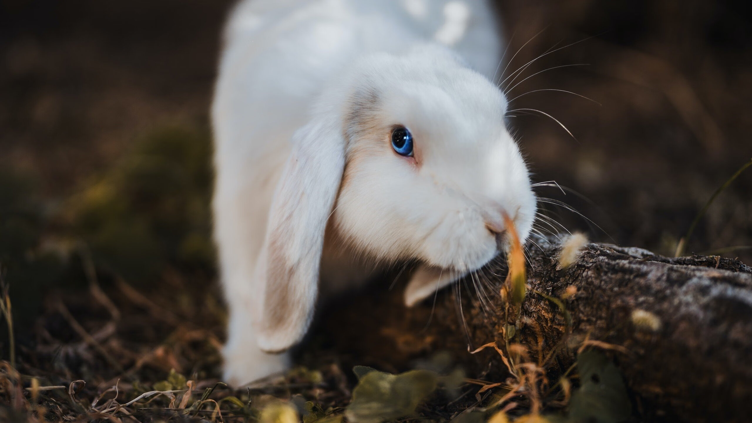 尼斯稳定传控体系有效拖慢比赛节奏