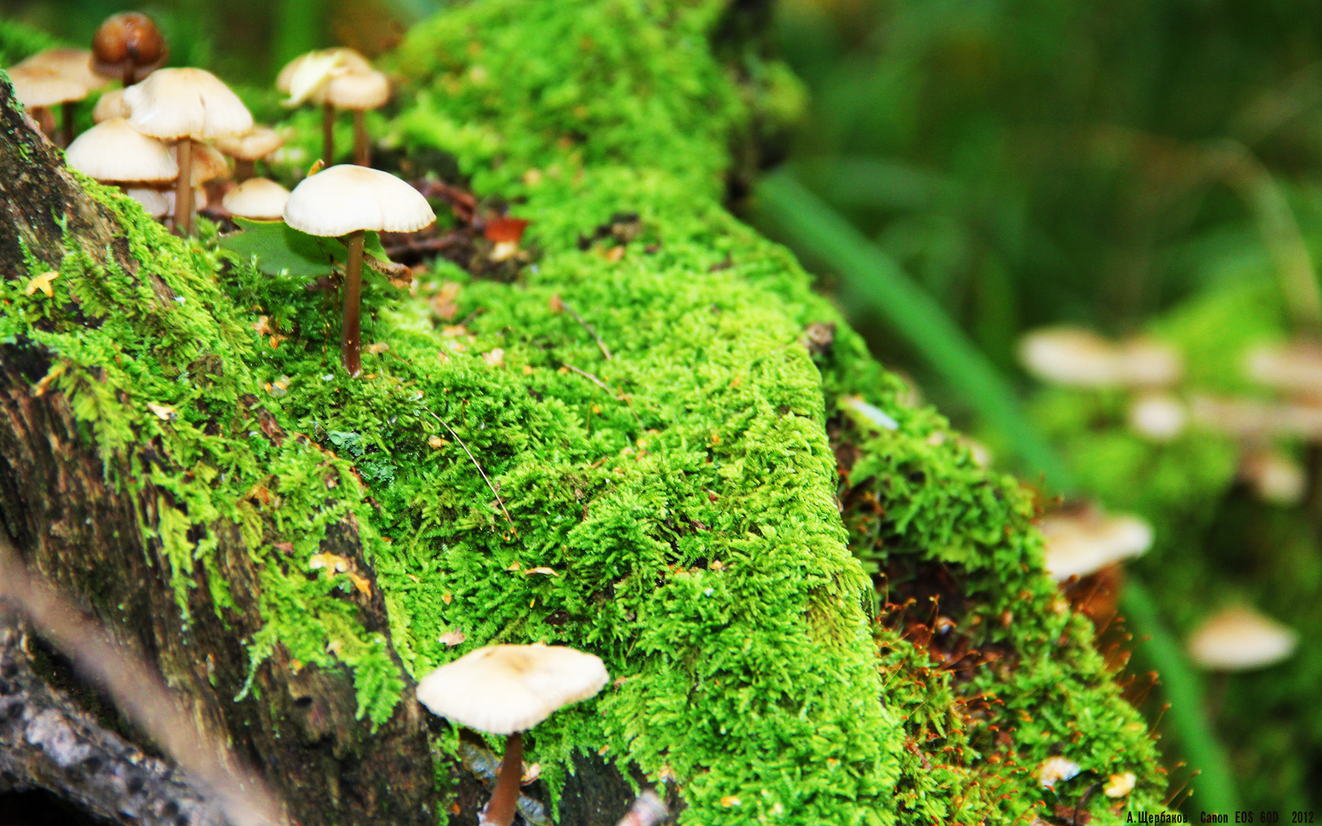 爱游戏娱乐-女子200蝶划频—配速协同变化趋势对比，女子两百米蝶泳决赛时间
