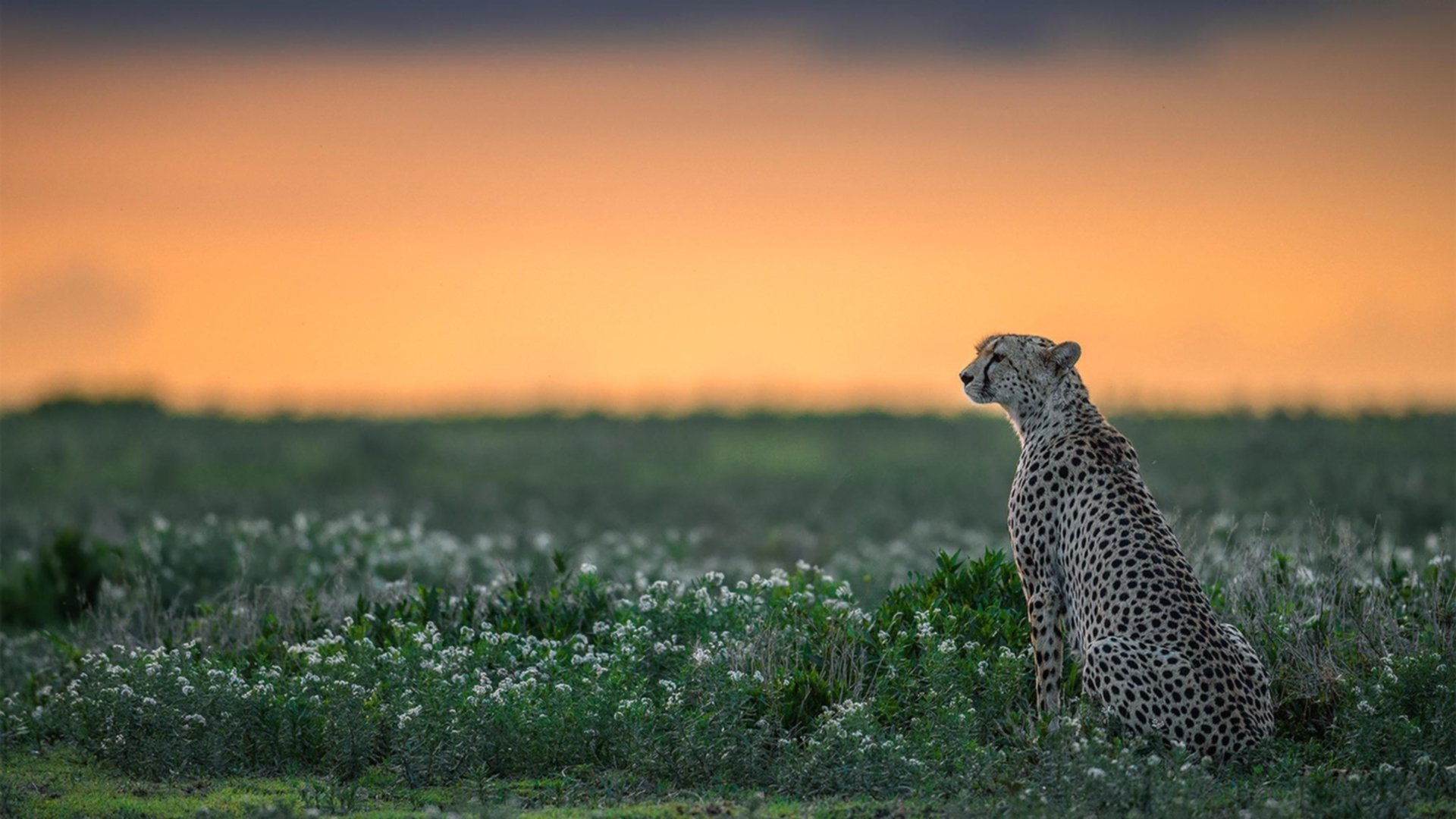 爱游戏体育（AYX）官方APP下载-曼城连续控球主导整场比赛节奏，曼城打法