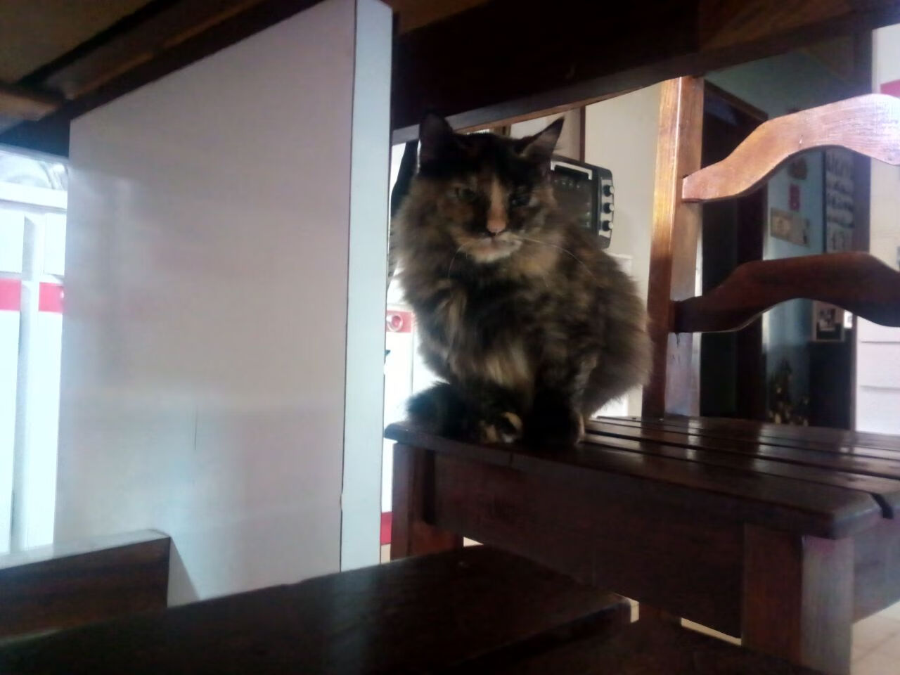 “安赫尔·巴尔博萨的速度与突破力,成为阿根廷美洲狮队的关键进攻利器”