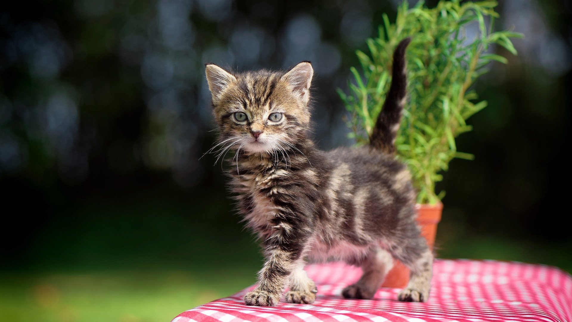 东契奇三分线外连续命中带动独行侠反超,东契奇三分造犯规