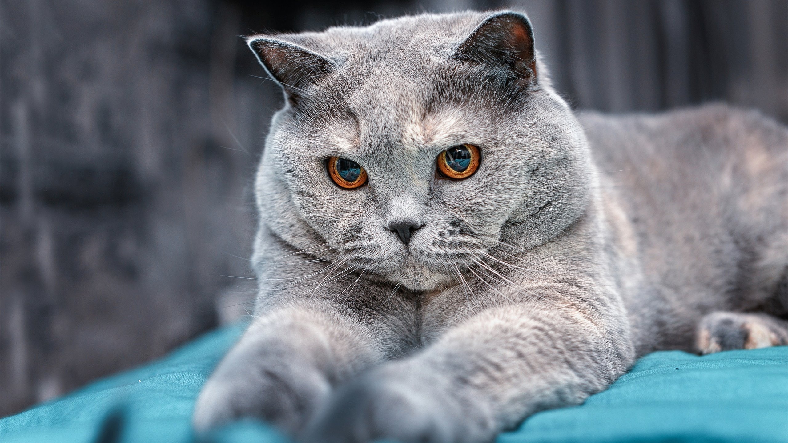 中超新赛季赛程正式出炉,中超新赛季赛制