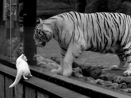 塞尔·拉恩:以无与伦比的速度突破对方防线,他在全黑队进攻中占据重要位置