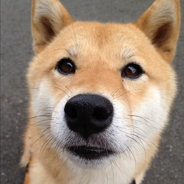 AYX GAMING-女篮亚洲杯顺利夺冠展现团队合作与不懈拼搏精神，女篮亚洲杯名次