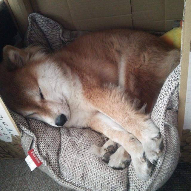 战术视频课全面覆盖每一细节帮助球员建立立体战术理解框架,球队战术