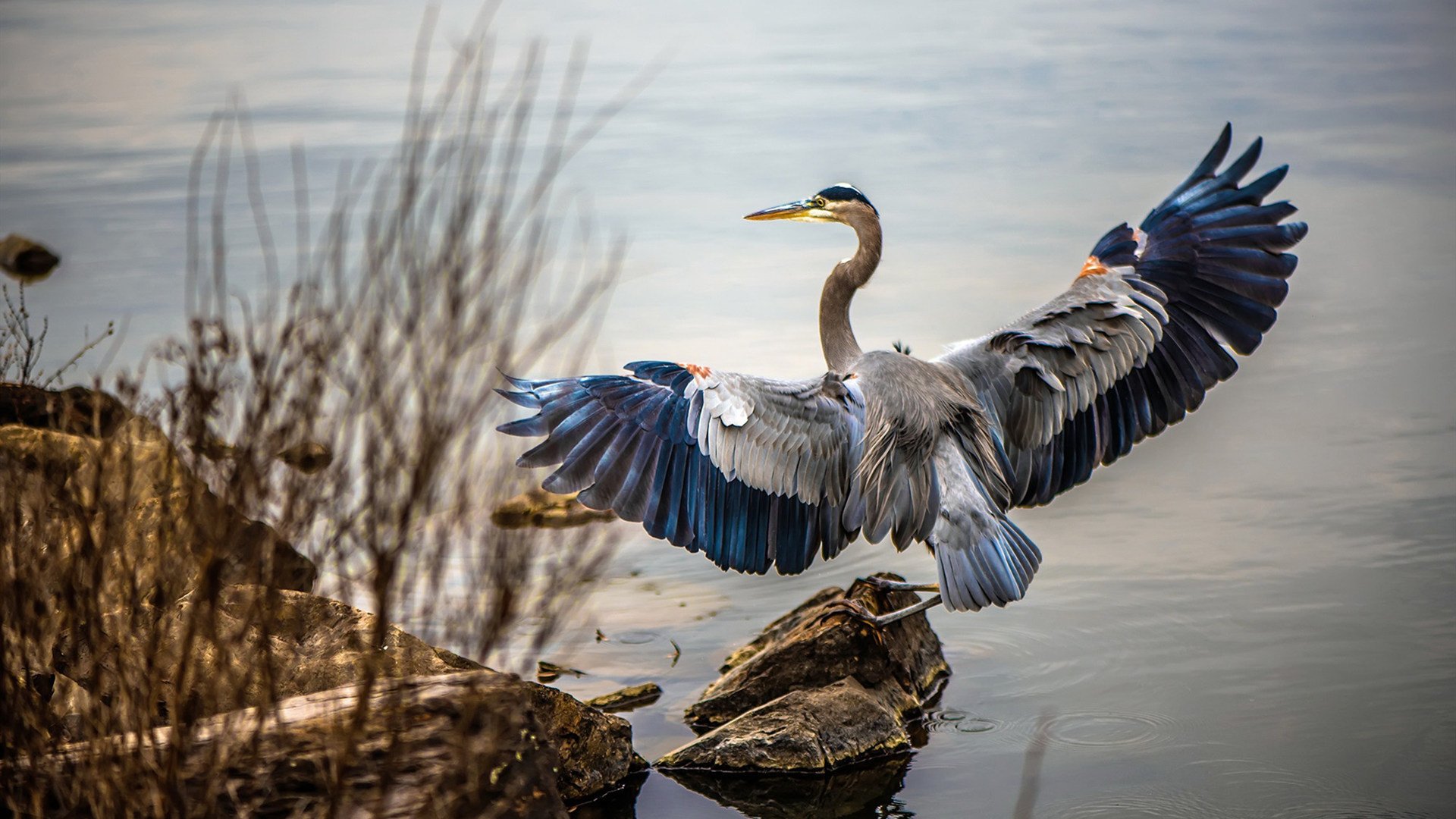 爱游戏app-格鲁吉亚女篮在欧洲锦标赛中精彩表现，进军世界舞台，格鲁吉亚篮球队