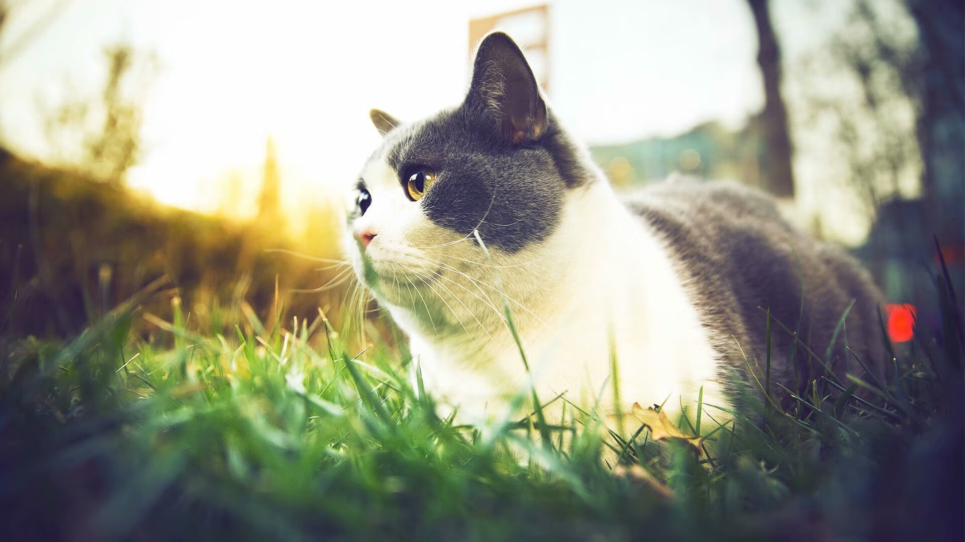 AYX官网-波兰蝶泳选手节奏精准有力，波兰泳协